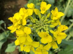 -田园东方蜜桃村的田野营地