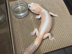 -酷以爬仙阁实体爬宠店·守宫·蜥蜴·专业繁育