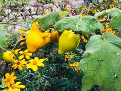 -优游吧斯邹族文化部落