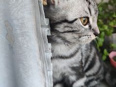 -瑞派长江宠物医院·猫科·外科·24小时夜护(谊城公寓分院)