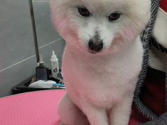 -宠福鑫康馨动物医院·骨科·眼科