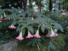 -成都市活水公园