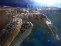 -烟台海昌鲸鲨海洋公园