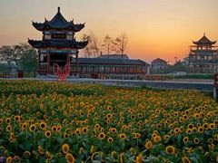 -枫林花海