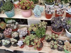 -龙大花卉苗木市场