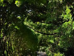 -深圳仙湖植物园