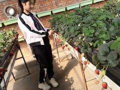 -甜心庄园·甜心草莓采摘园(西青中北店)