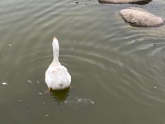-莲湖公园