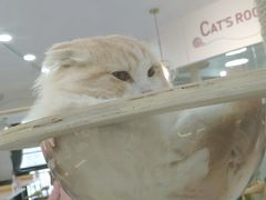 -喵园·猫主题咖啡厅·撸猫·猫咖(国贸店)