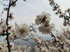 -北京凤凰岭