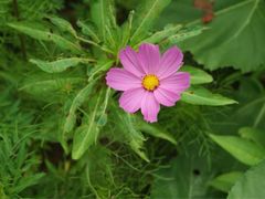 iphone_upload_pic-田园东方蜜桃村的田野营地