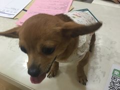 -芭比堂动物医院·24小时·眼科中心(深圳中心)
