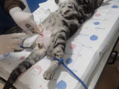 -灵美宠物诊所