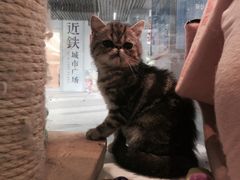 -1013 PET SHOP 宠物商店(近铁城市广场店)