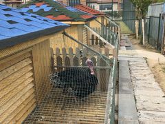 -上海崇明金茂凯悦酒店