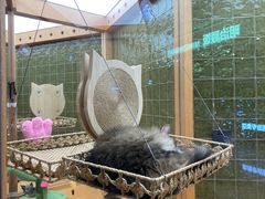 -帕帕拉兹宠物(亚洲旗舰店)