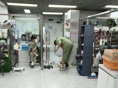 -达爱动物医院·犬猫分区·CT·复杂眼科(远洋山水分院)