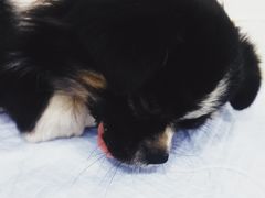 -伟伟宠物医院·CT影像中心·瑞派犬猫综合性门诊(汉口总院)
