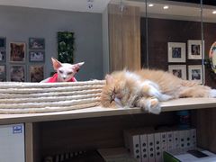 -藏猫猫咖啡主题馆(中央大道店)