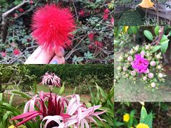 -中国科学院西双版纳热带植物园
