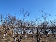 -大兴滨河森林公园