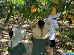 -老袁家蜜桃农场·阳山水蜜桃