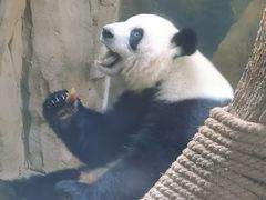-成都动物园