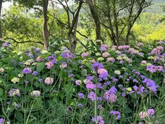 -西湖风景区-江洋畈生态公园