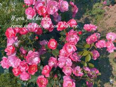 -鹅湖玫瑰文化园