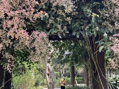 -中国科学院西双版纳热带植物园