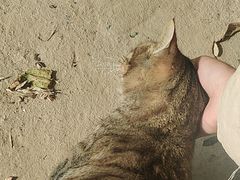 -佳雯宠物医院(四明中路分院)