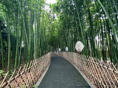 -陈家山荷花公园