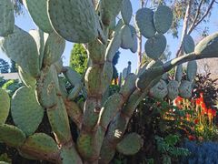 -墨尔本皇家植物园