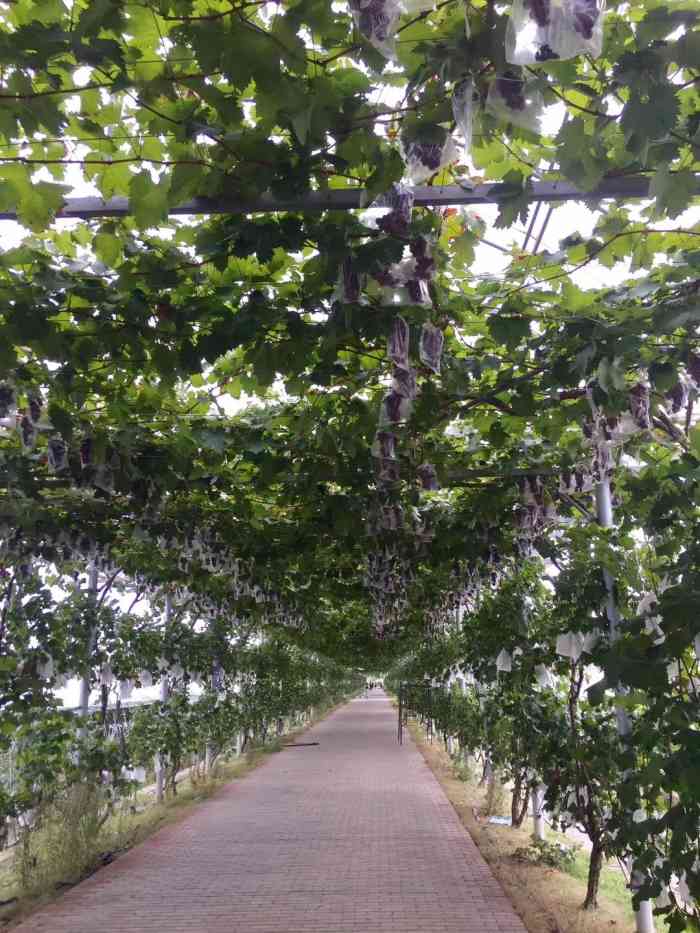 施泉葡萄园-"又到了拍粉粉的粉黛乱子草9494的时候了.