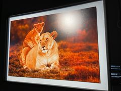 -罗红摄影艺术馆