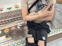 -楼上猫咖(罗湖店)