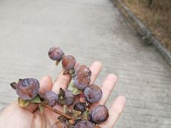 -阳台山自然风景区