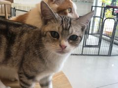 -平行世界·猫咖(首经贸店)