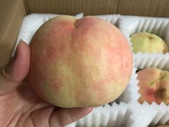 -南汇水蜜桃采摘(大团店)