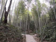 -九龙江国家森林公园