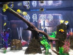 -烟台海昌鲸鲨海洋公园