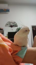 -爱秀造型 T-G