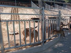 -北京鹿世界主题园