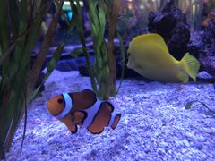 -瑞普利水族馆