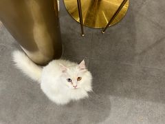 -飞行喵MR PILOT|猫舍·猫咖(静安大融城店)