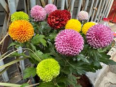 -花鸟鱼虫鲜花绿植市场(玉泉路店)