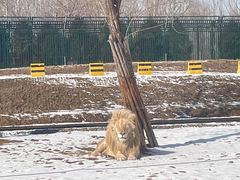 -秦皇岛野生动物园