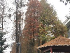 -白云湖畔酒店-湖畔餐厅