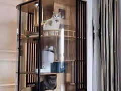 -欣宠猫屋·矮脚拿破仑·蓝金金渐层