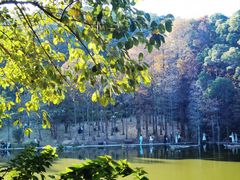 -深圳仙湖植物园